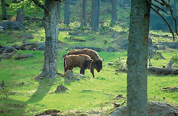 Tierfreigelände im Nationalpark Bayerischer Wald